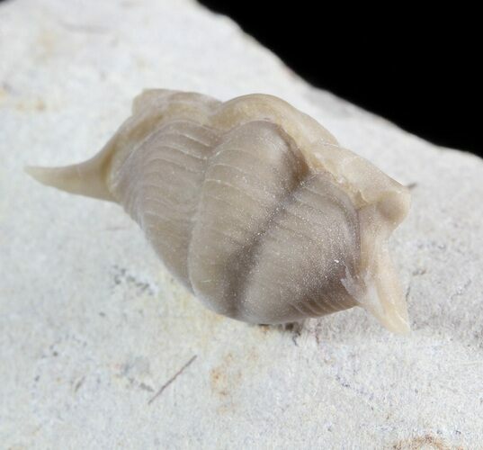 Enrolled Thaleops Trilobite From Wisconsin #50610